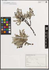 Foto von Salix L.